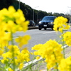 道端の菜の花