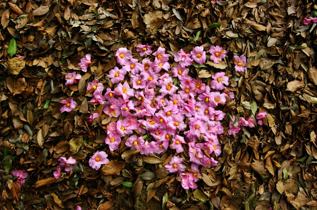 落ちた花たち