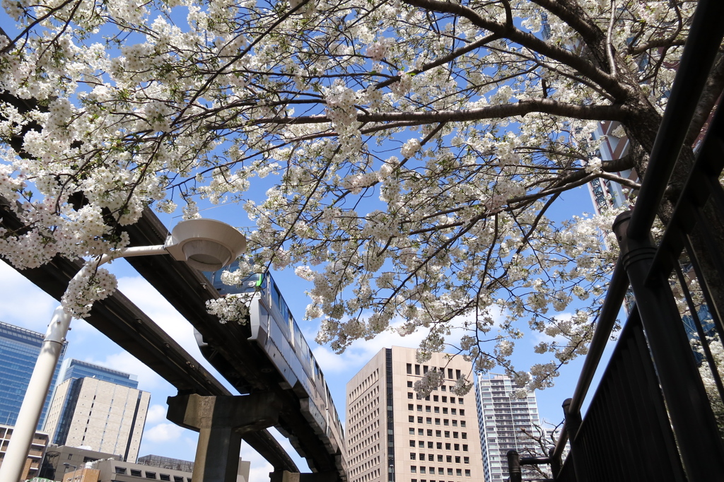 モノレールと桜