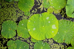 大賀はすの葉っぱ