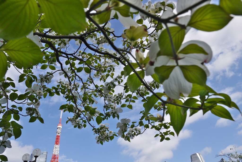 芝公園