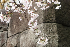 江戸の石垣と桜