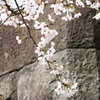 江戸の石垣と桜