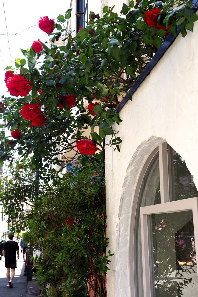 白壁に赤いバラ