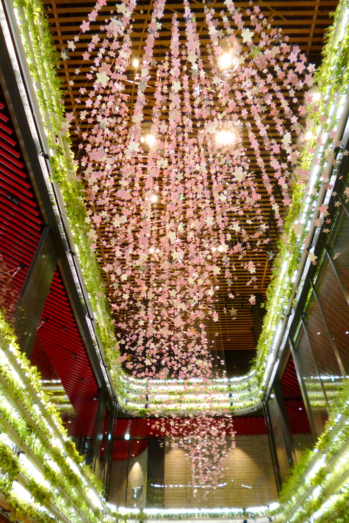 天井から桜
