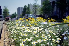 本町通り(auto110)