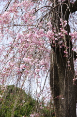 枝垂れ桜