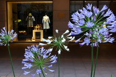 ホテルショップと花