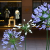 ホテルショップと花