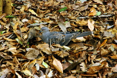 枯葉の中の鳥