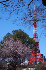 東京タワーと桜