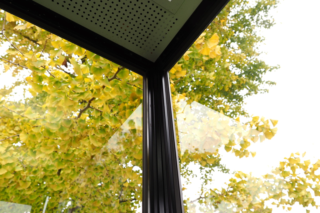 電話ボックスからの銀杏