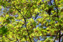 葉桜