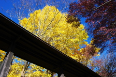 イチョウと青空