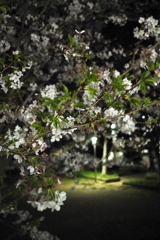 公園の夜桜