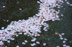 水たまりと桜の花びら