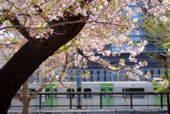 葉桜と山手線