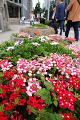 歩道の花壇