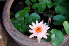 水鉢の睡蓮
