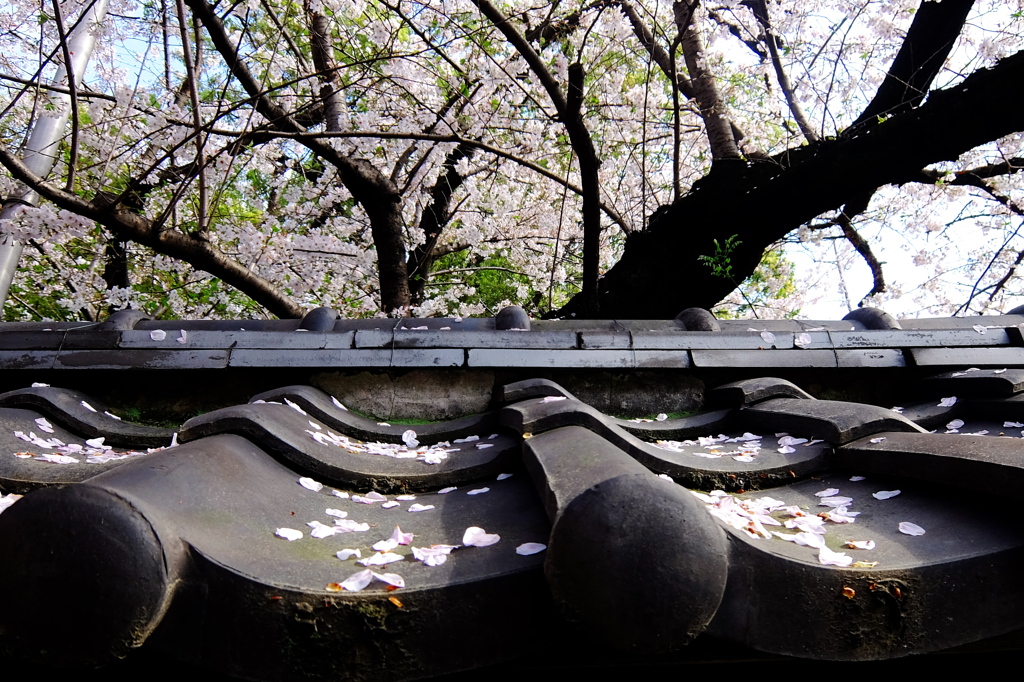 瓦と桜