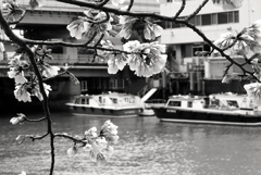 運河の桜