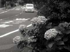 歩道のあじさい
