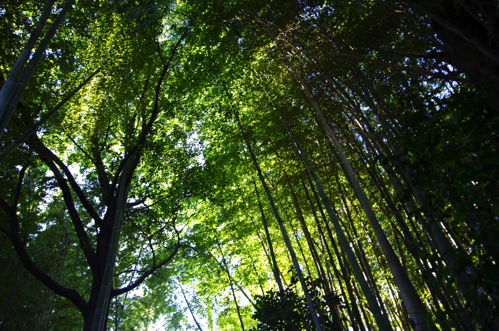 竹林