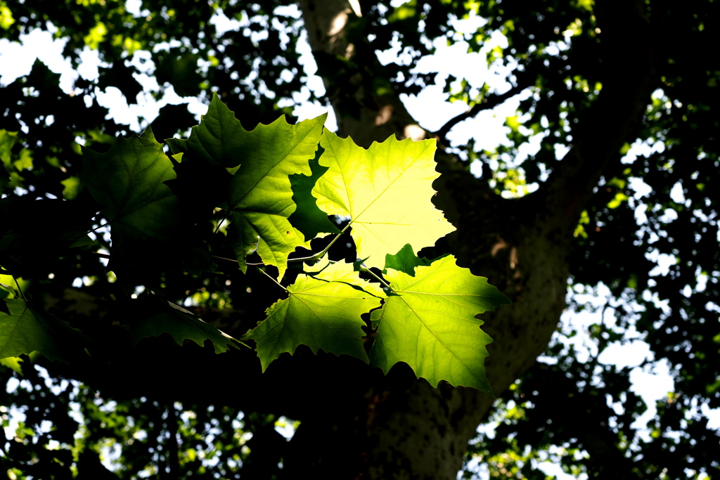 日に当たる葉
