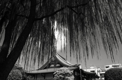 やなぎ
