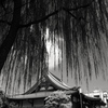 やなぎ