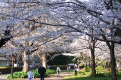 日比谷公園の桜