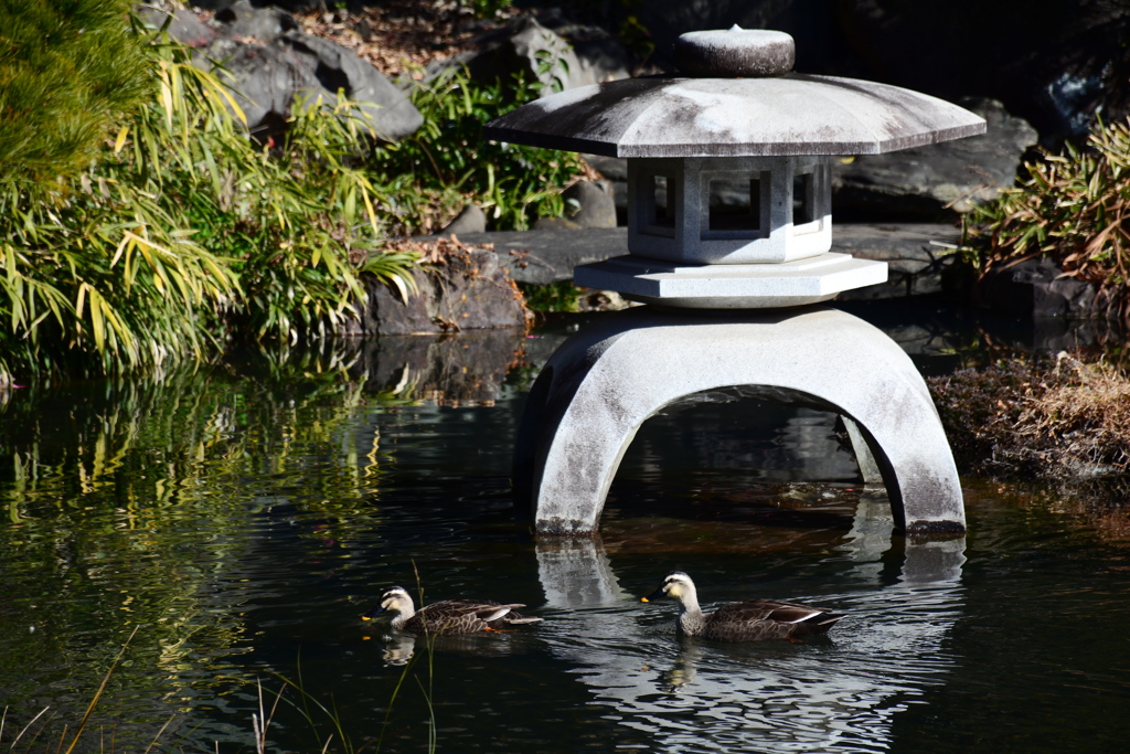 庭園のカモ