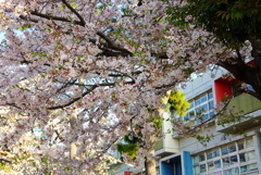 学校の桜