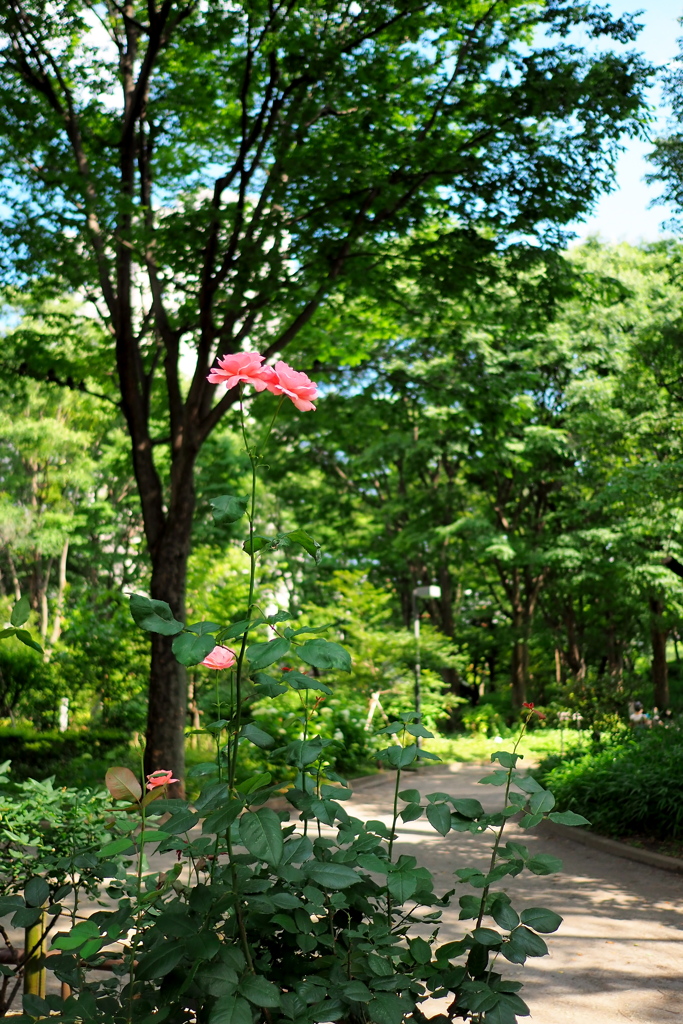 新宿中央公園