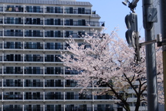 マンションと桜