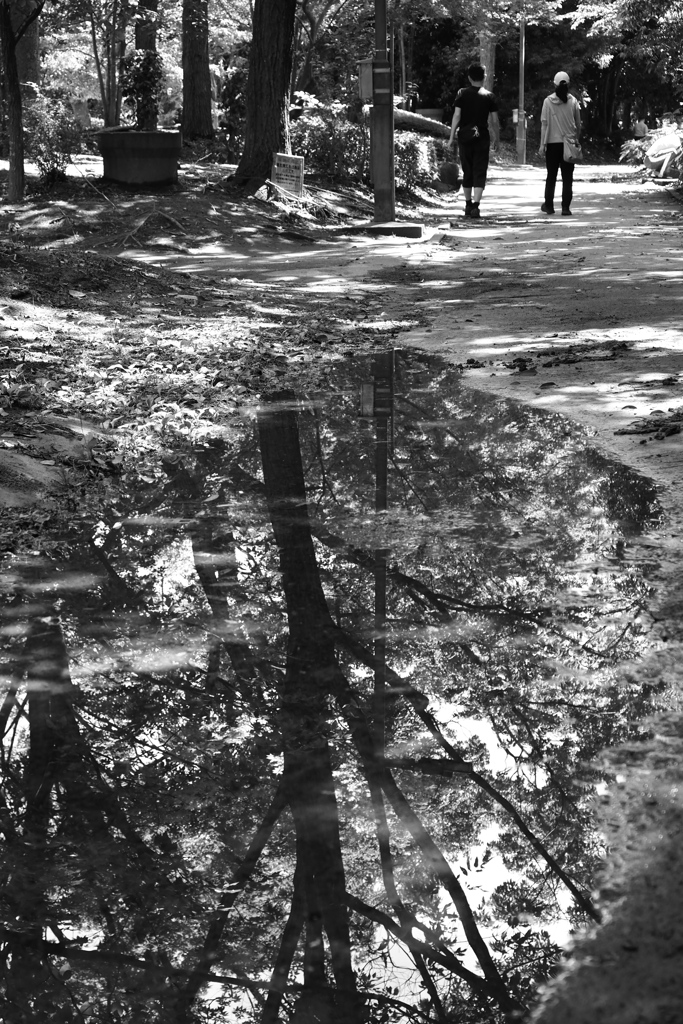 公園の水たまり