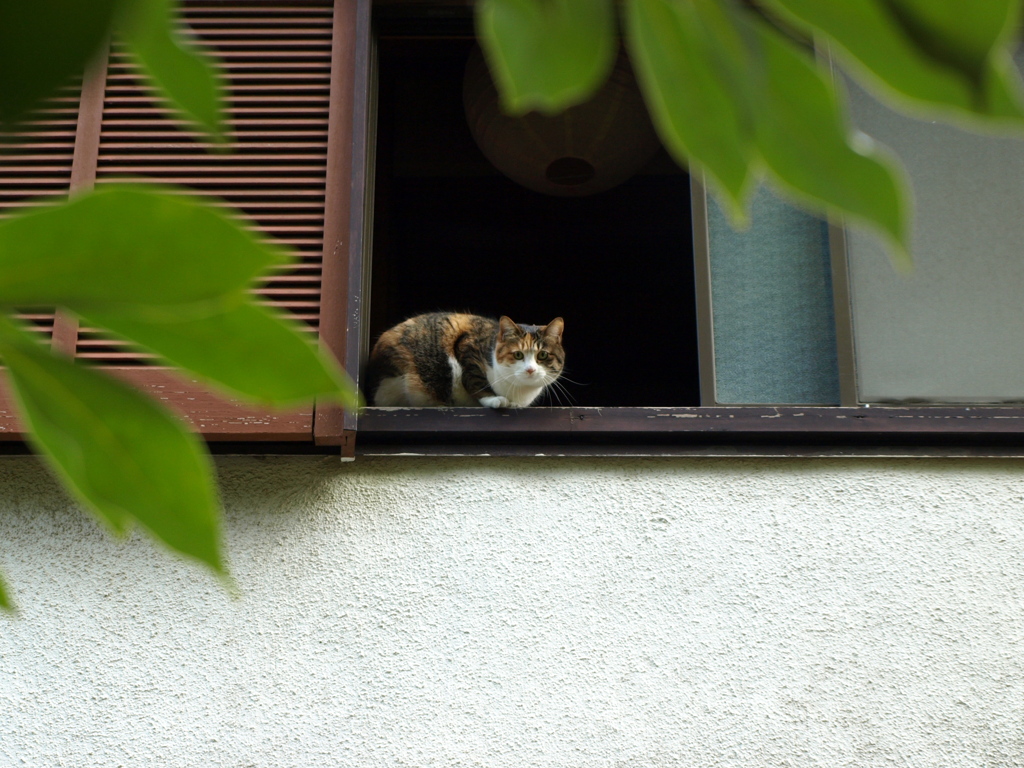 目が合った