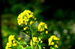 菜の花てんとう虫