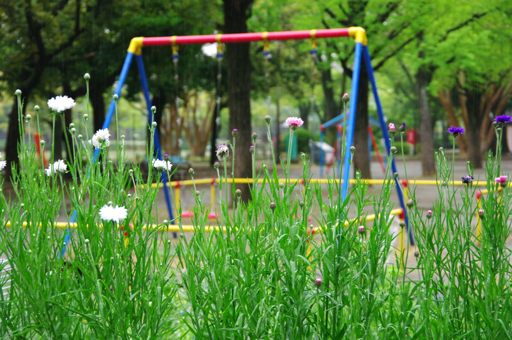 雨と公園