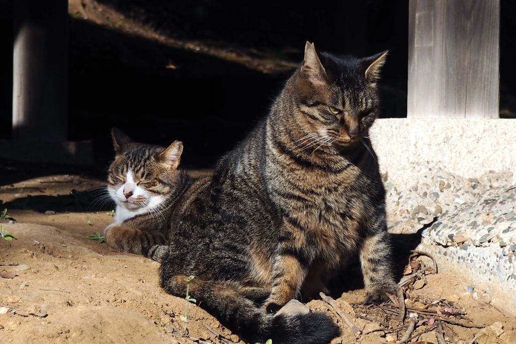 お寺のボス？猫