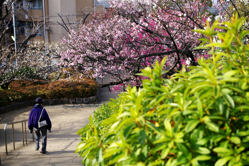 せたがや梅まつり