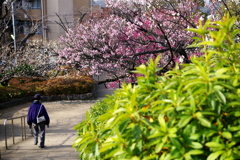 せたがや梅まつり