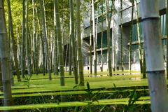 竹と黄色いテープ