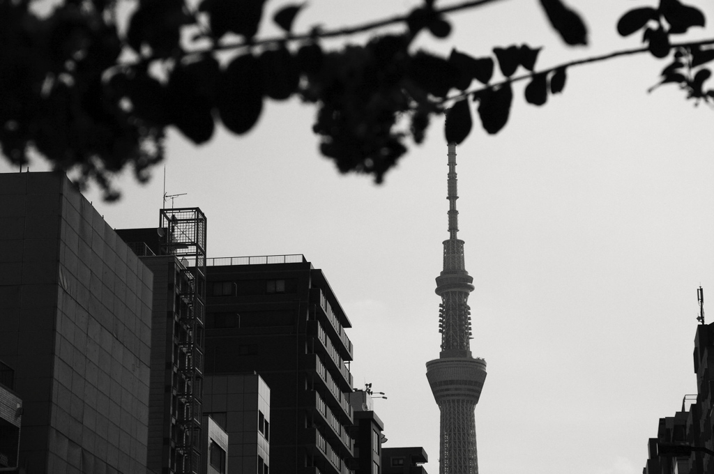 スカイツリー