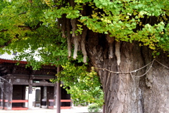 千葉寺の公孫樹
