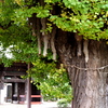 千葉寺の公孫樹