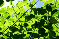 重なり合う葉と影