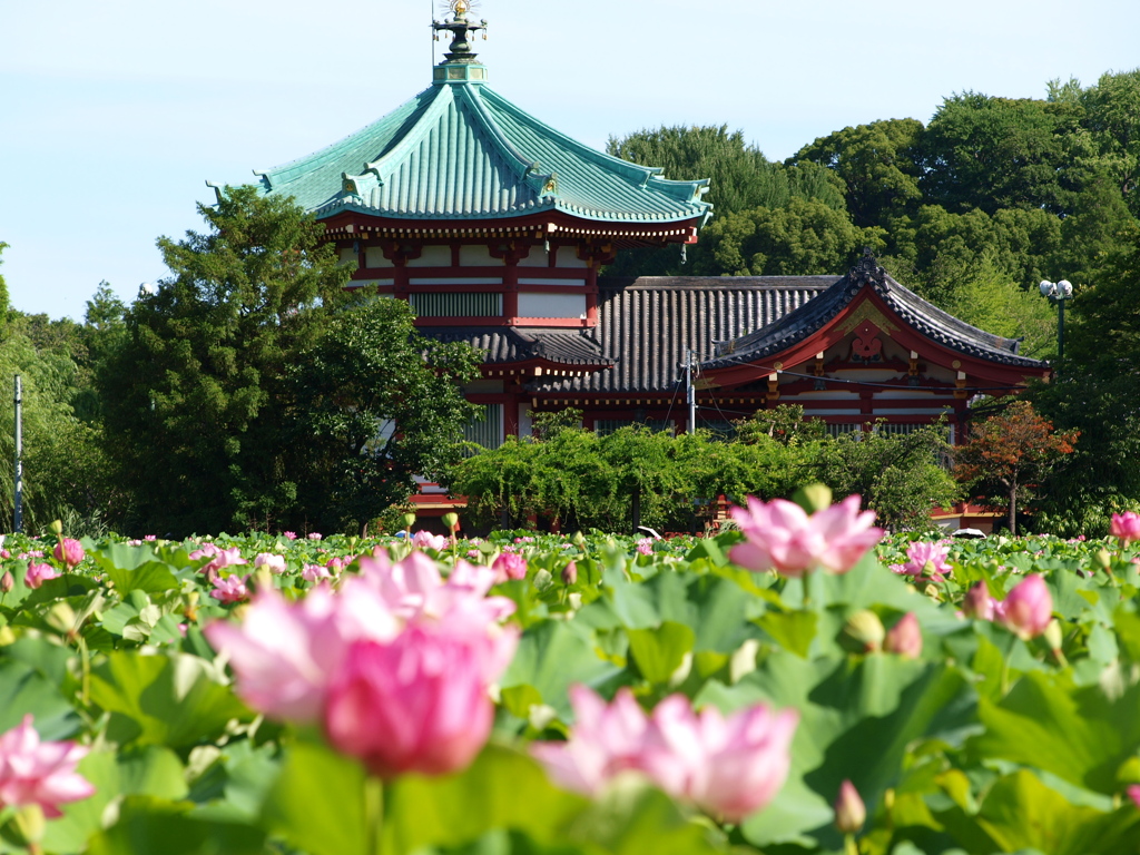 蓮池と弁天堂