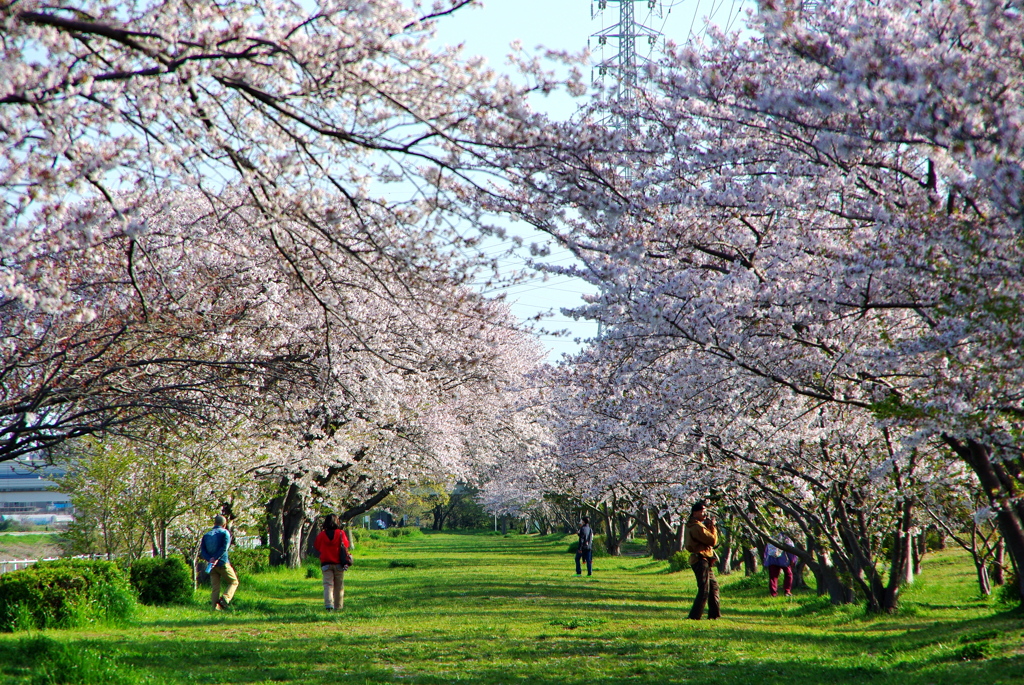 花見川千本桜緑地