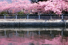 運河と桜